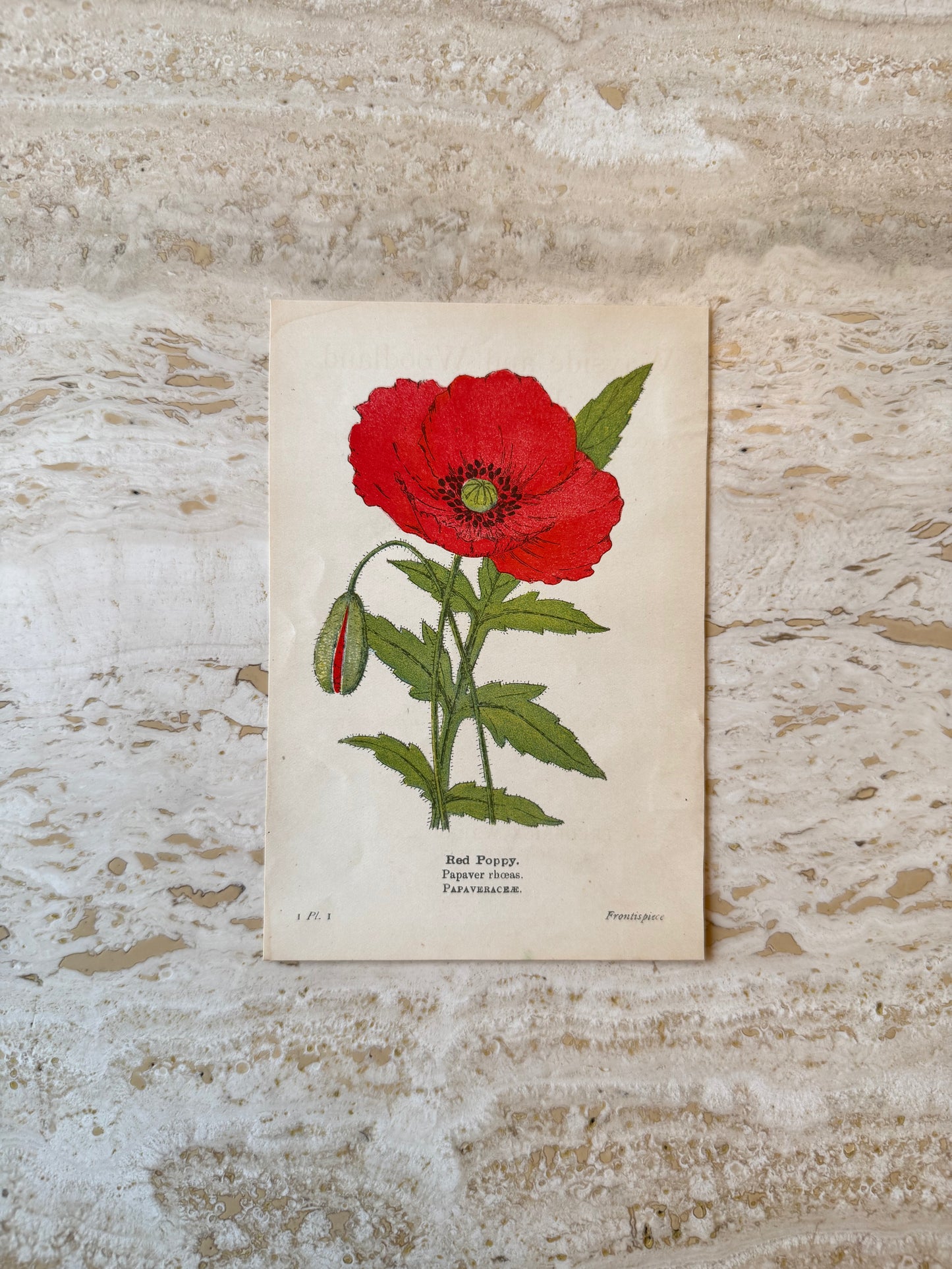 Poppy Victorian Wildflower Print