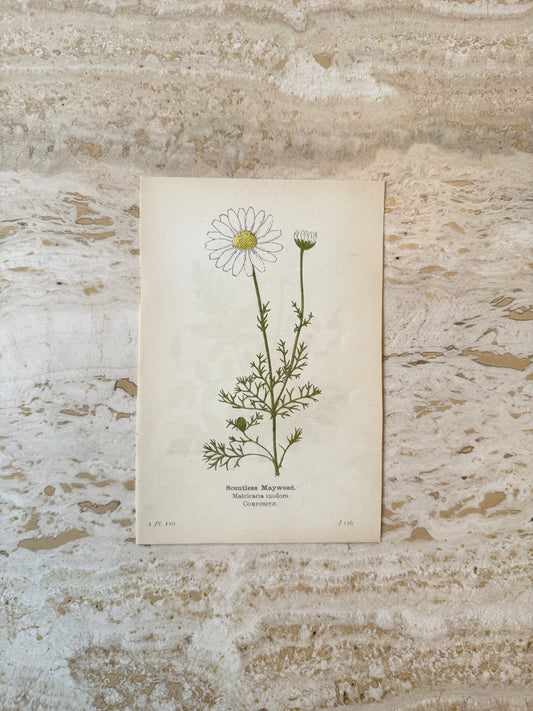 Scentless Mayweed Victorian Wildflower Print