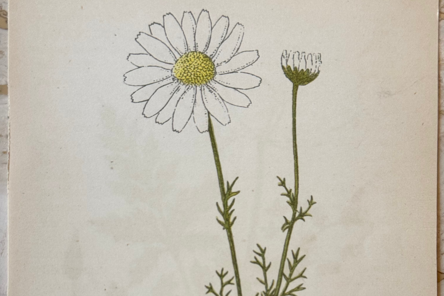 Scentless Mayweed Victorian Wildflower Print