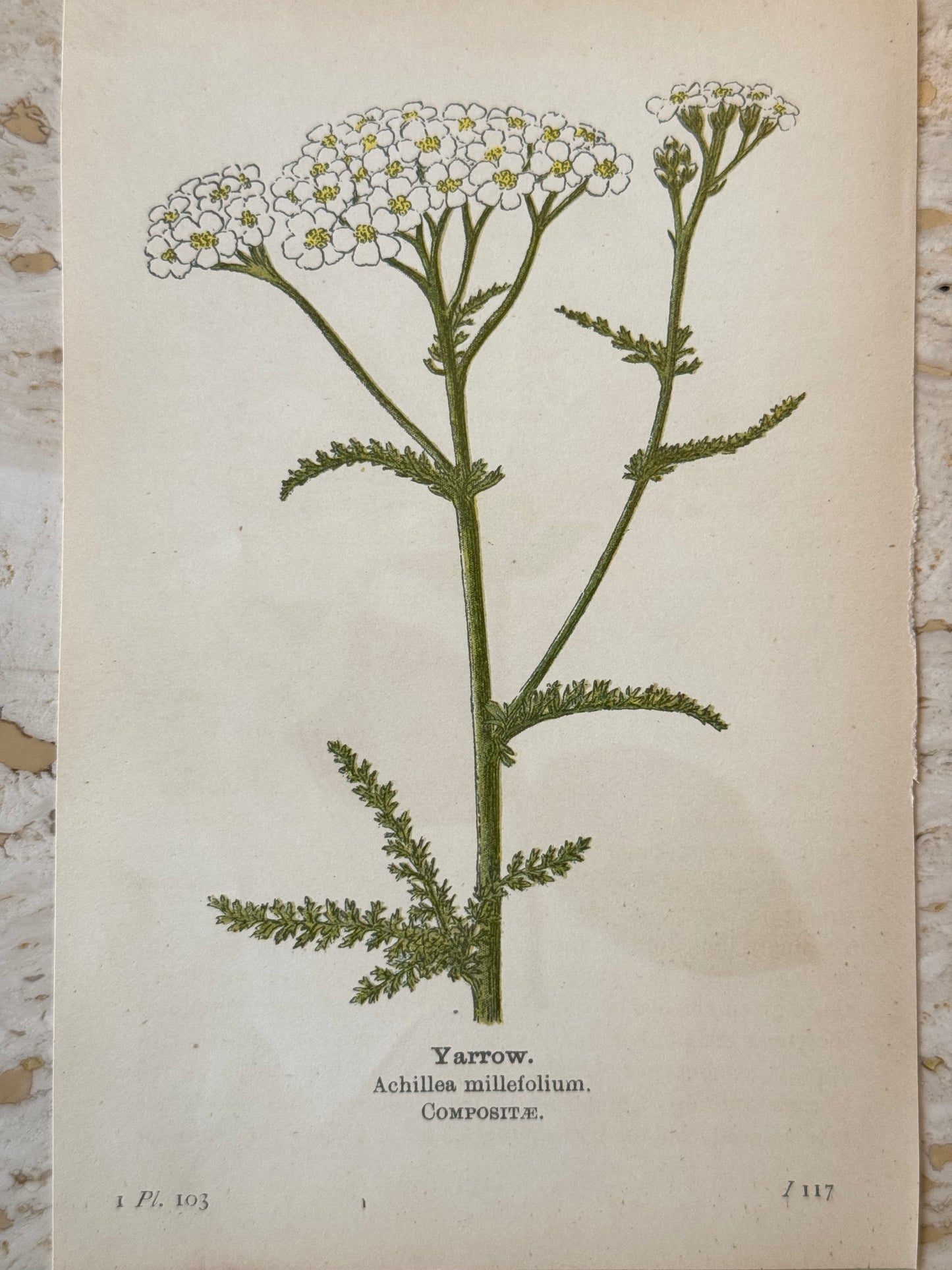 Yarrow Victorian Wildflower Print