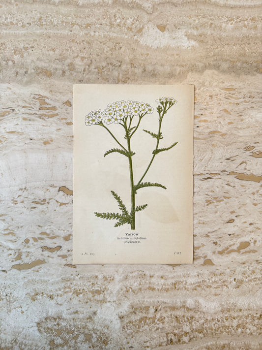 Yarrow Victorian Wildflower Print