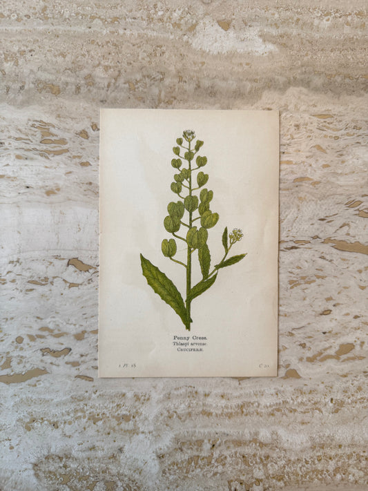 Penny Cress Victorian Wildflower Print