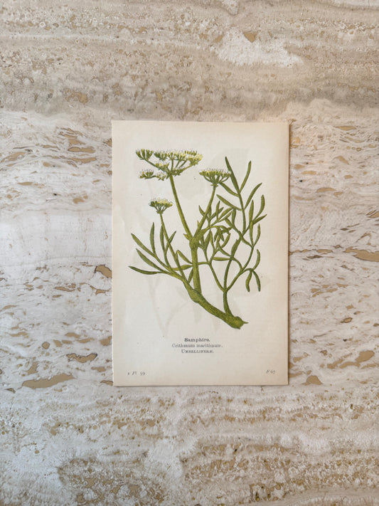 Samphire Victorian Wildflower Print