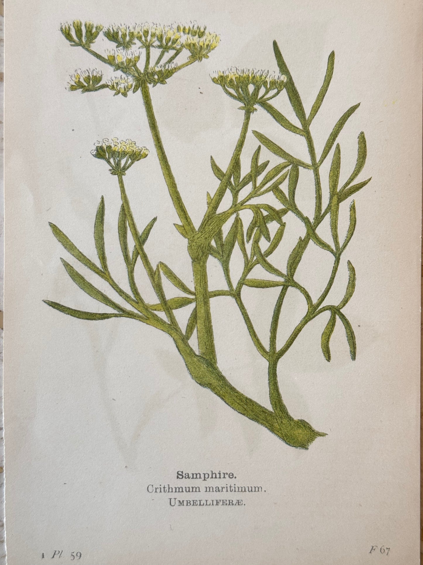 Samphire Victorian Wildflower Print