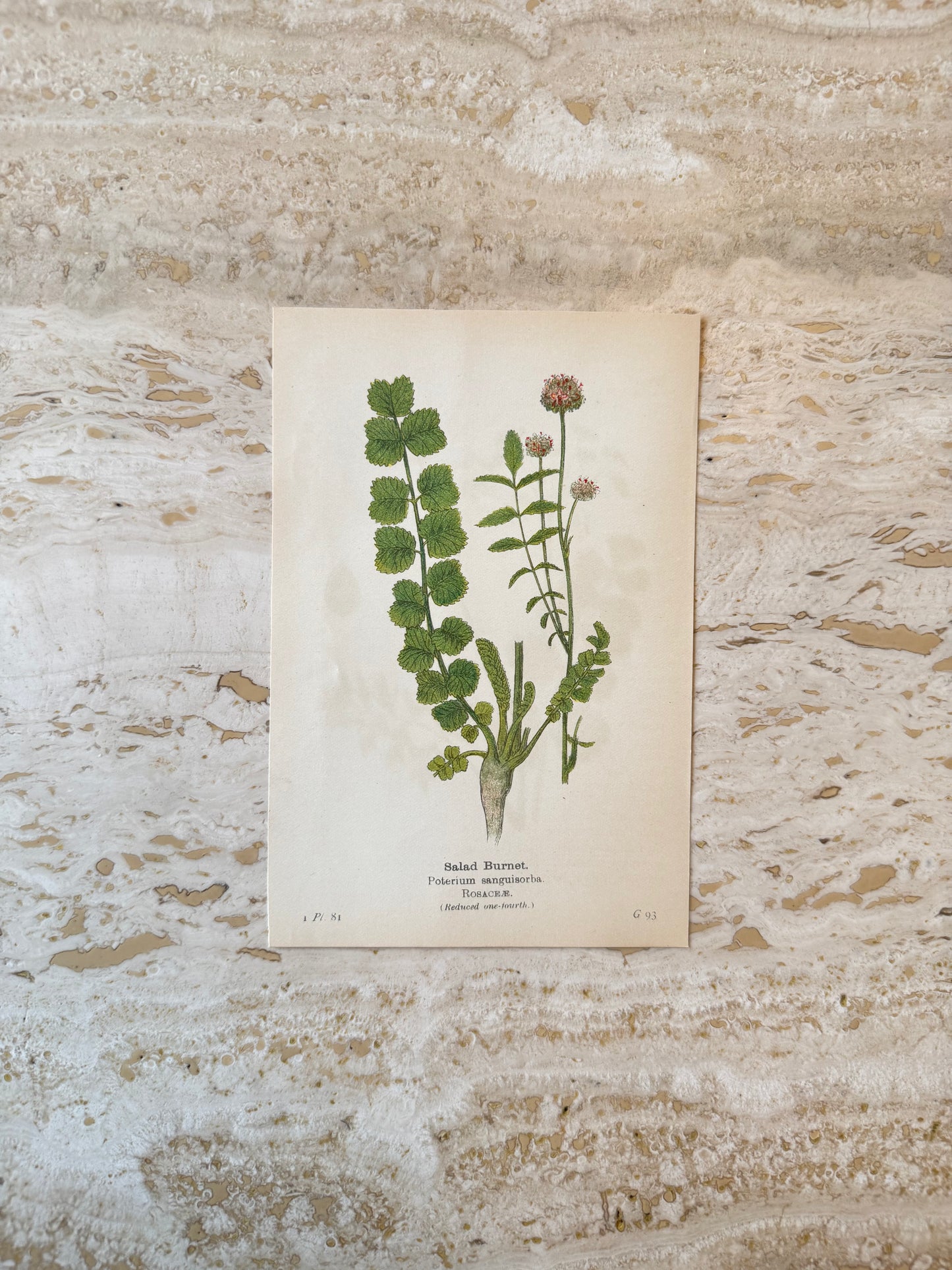 Salad Burnet Victorian Wildflower Print