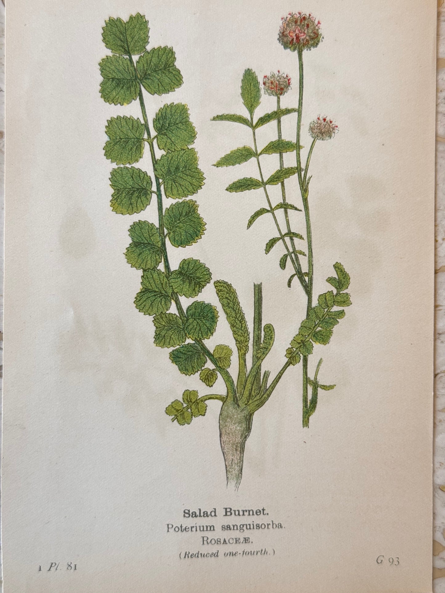 Salad Burnet Victorian Wildflower Print