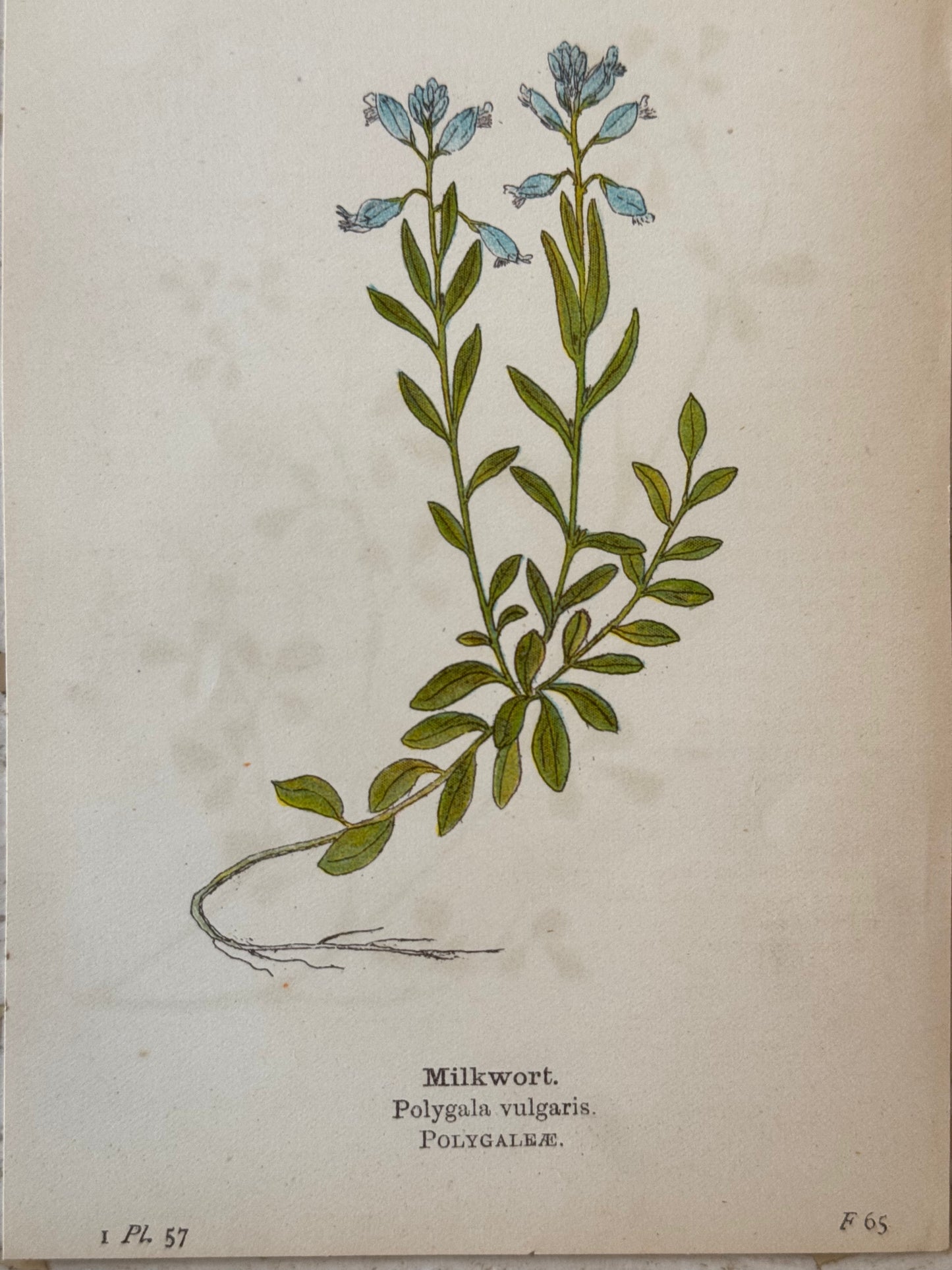 Milkwort Victorian Wildflower Print