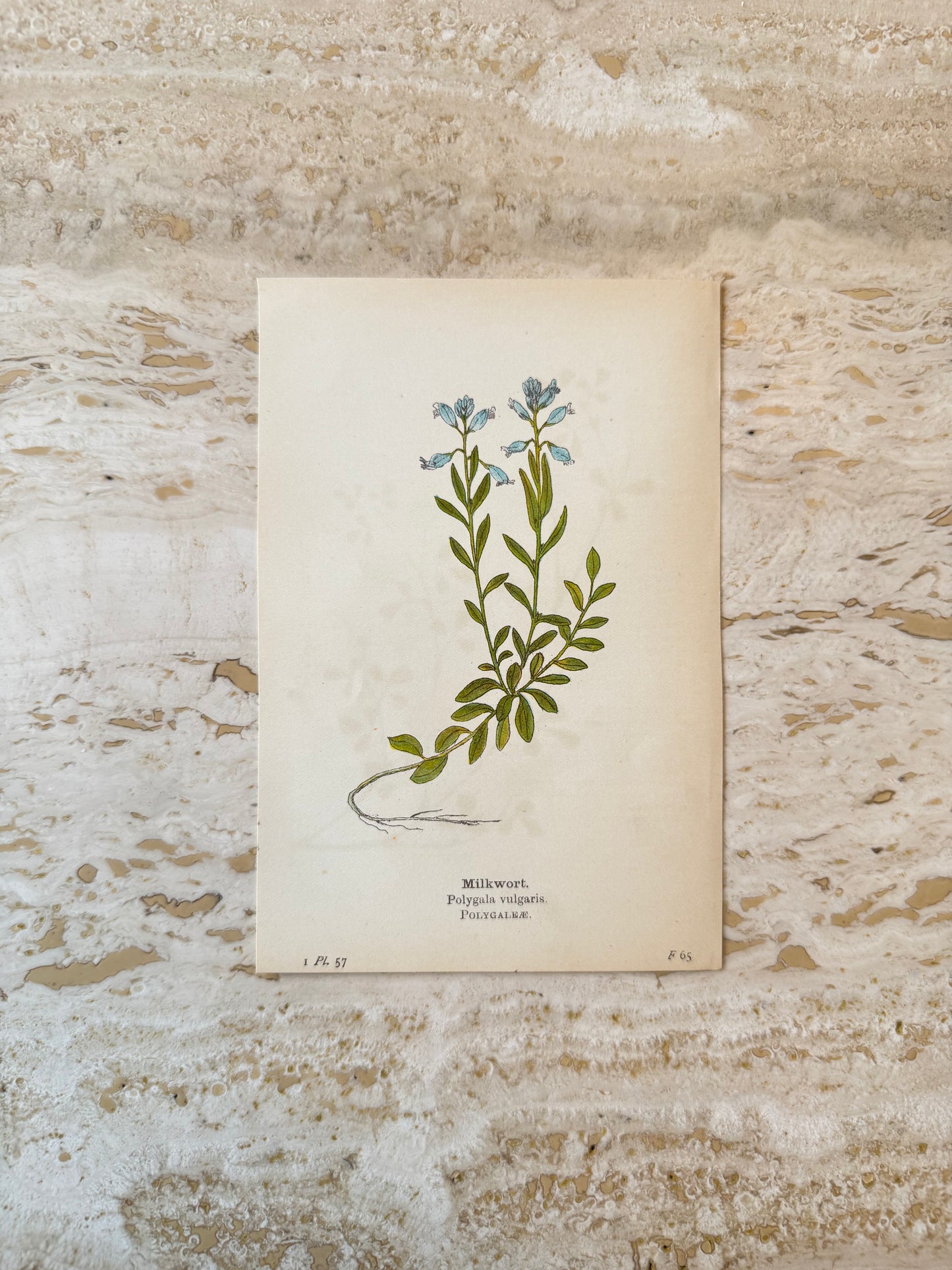 Milkwort Victorian Wildflower Print