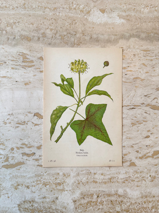 Ivy Victorian Wildflower Print