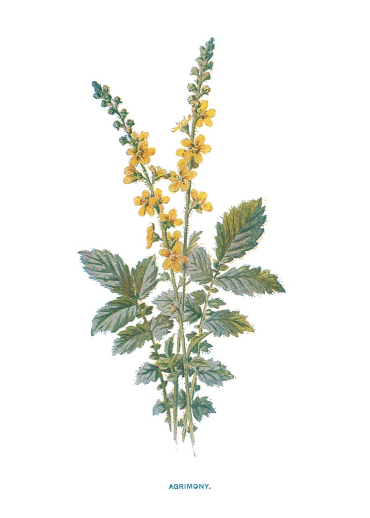 AGRIMONY..jpeg