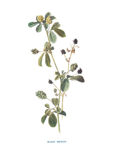 BLACK-MEDICK.jpg