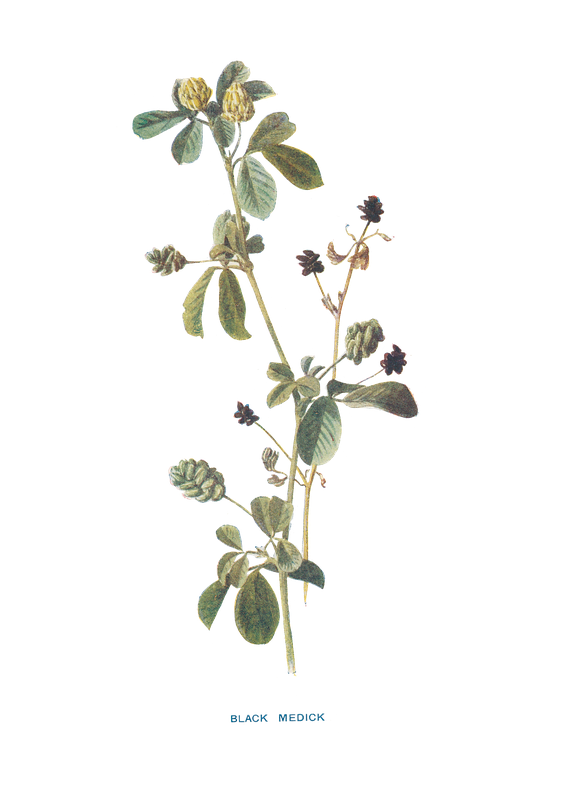 BLACK MEDICK.png