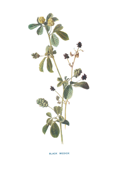 BLACK MEDICK.png