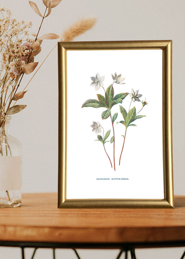 Chickweed Wintergreen