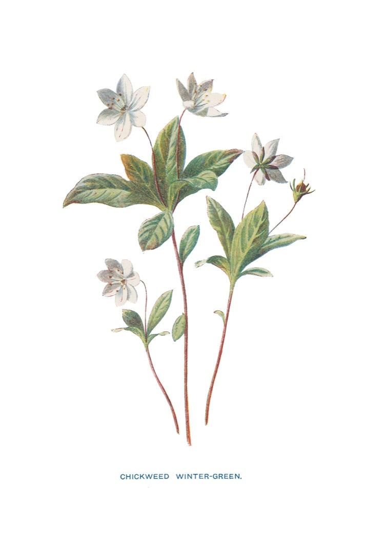 Chickweed Wintergreen