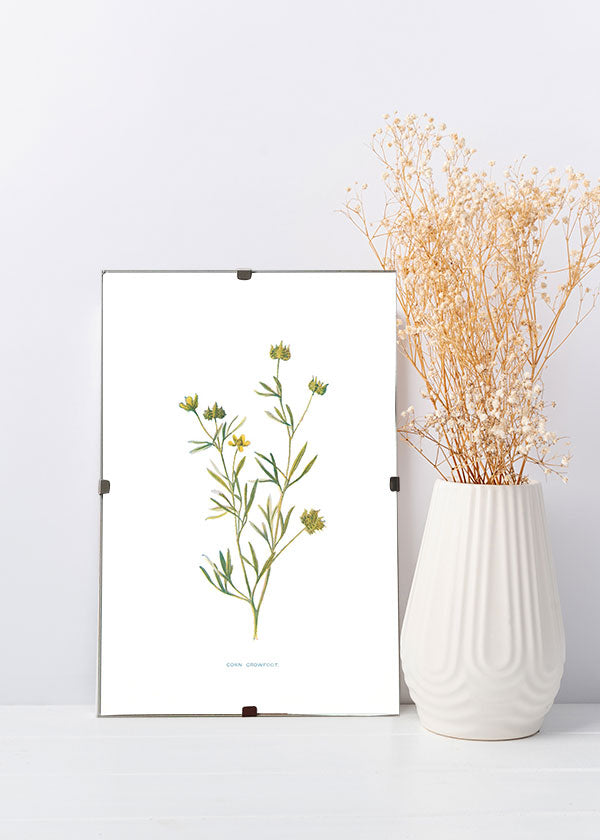 Corn Crowfoot