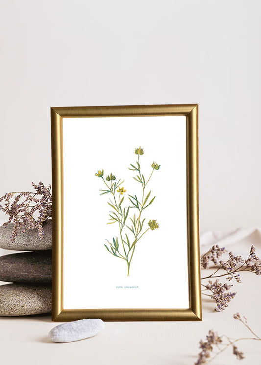 Corn Crowfoot