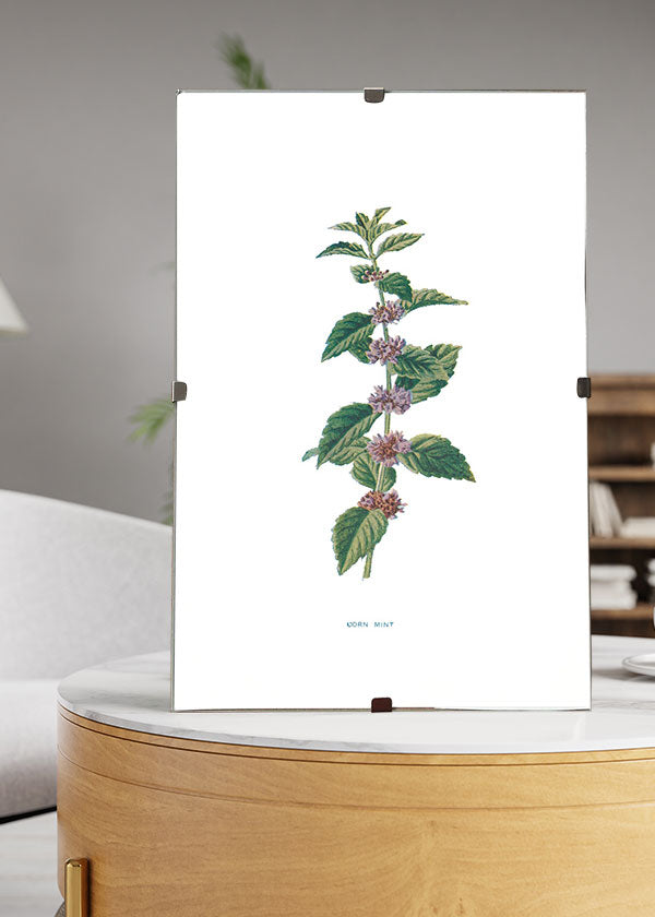 Corn Mint