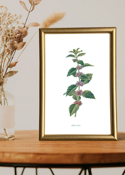Corn Mint