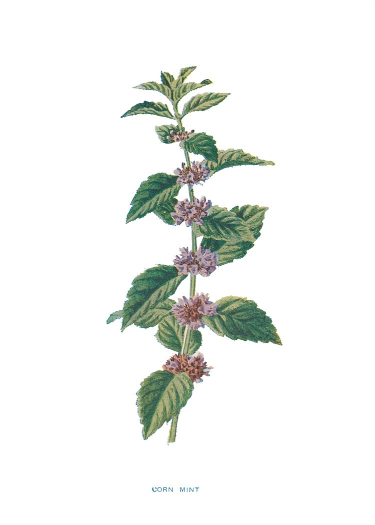 Corn Mint