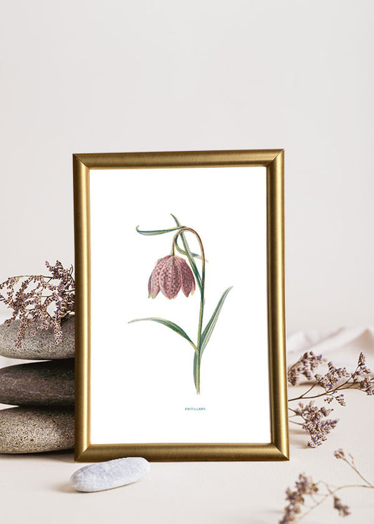 Fritillary