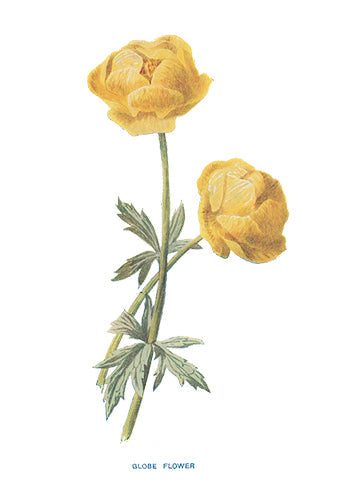 GLOBE-FLOWER.jpg