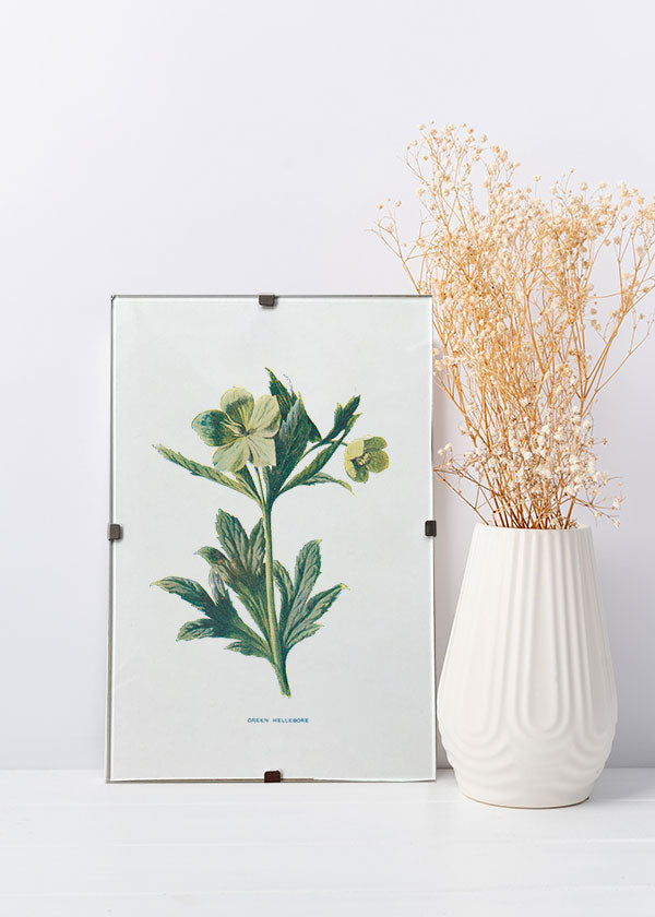 Green Hellebore