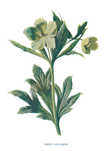 GREEN-HELLEBORE.jpg