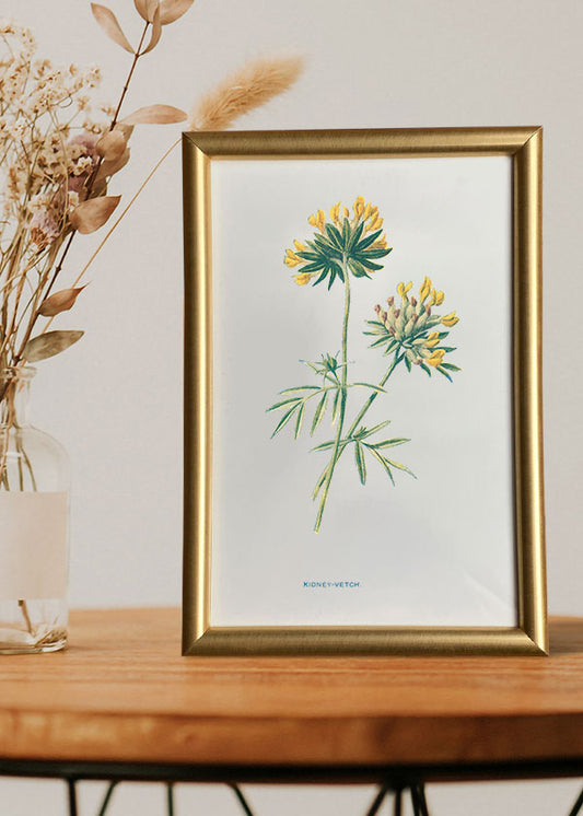 Kidney Vetch