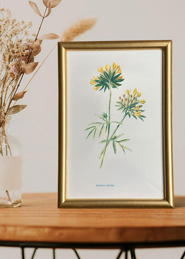 Kidney Vetch