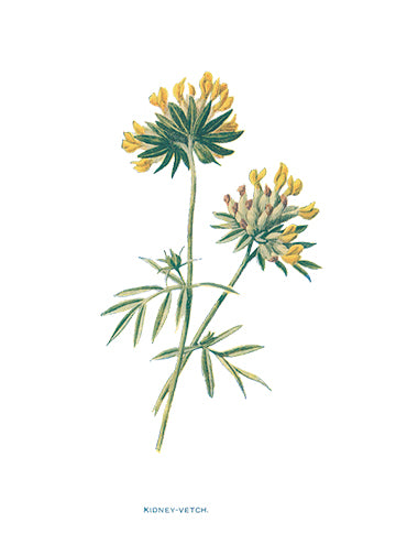 Kidney Vetch