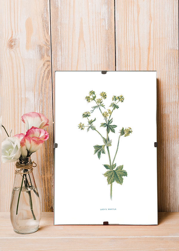 Lady's Mantle