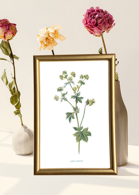 Lady's Mantle