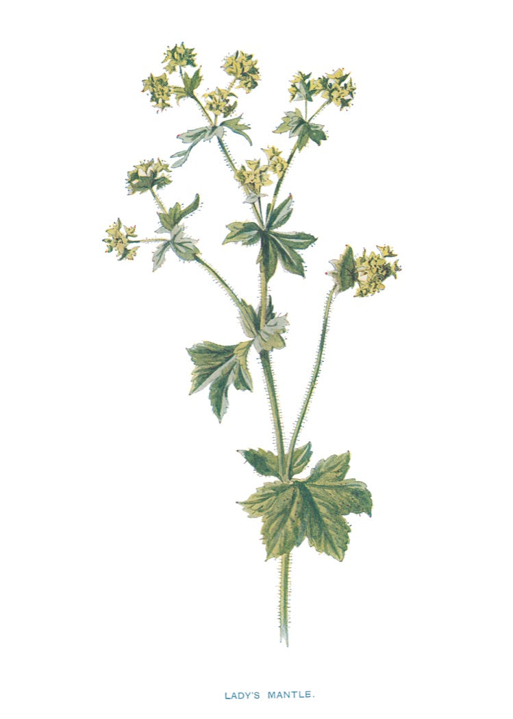Lady's Mantle