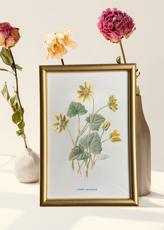 Lesser Celandine