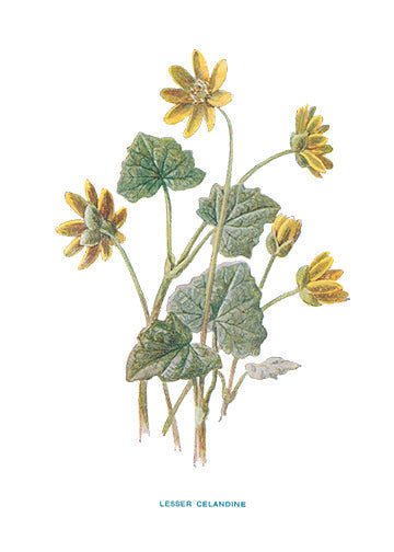 LESSER-CELANDINE.jpg