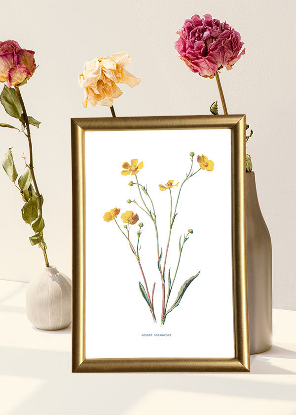 Lesser Spearwort