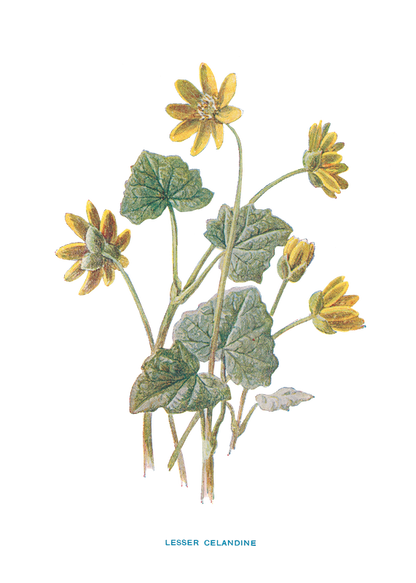 LESSER CELANDINE.png