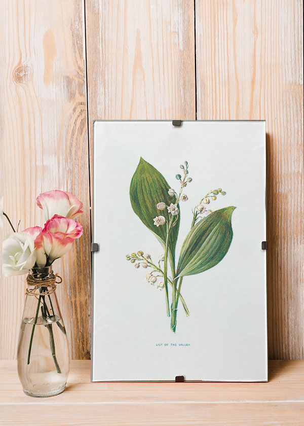 Lily of the Valley