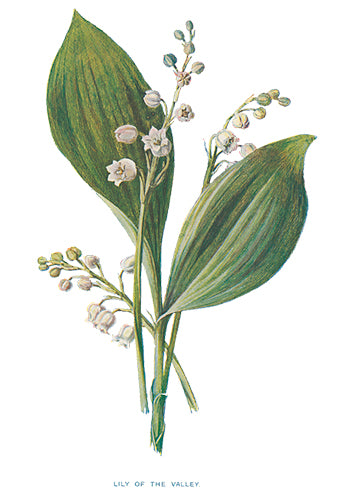 Lily of the Valley