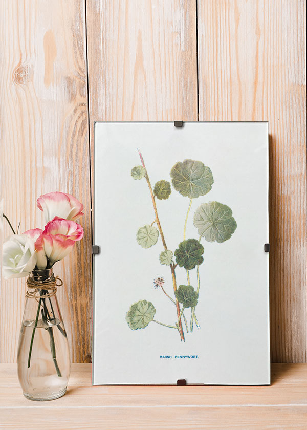 Marsh Pennywort