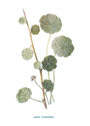 Marsh Pennywort