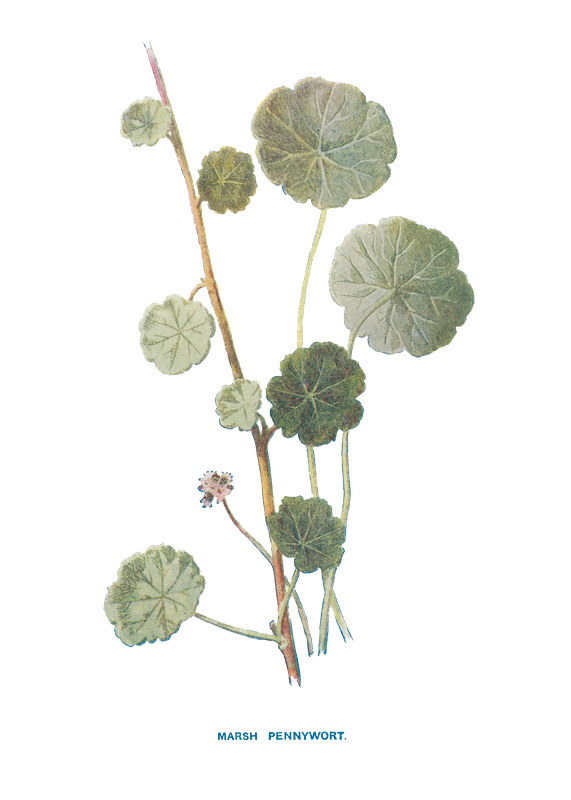 MARSH PENNYWORT..png