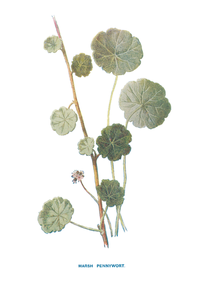 MARSH PENNYWORT..png