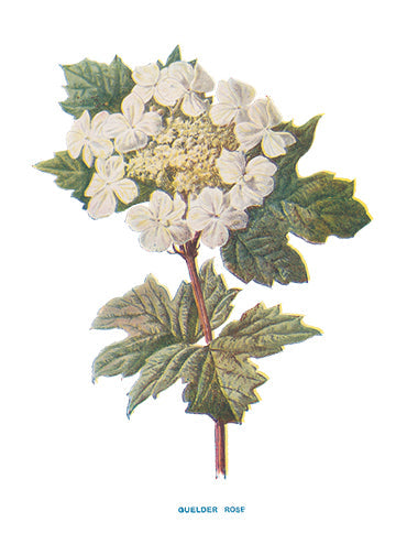 QUELDER-ROSE.jpg