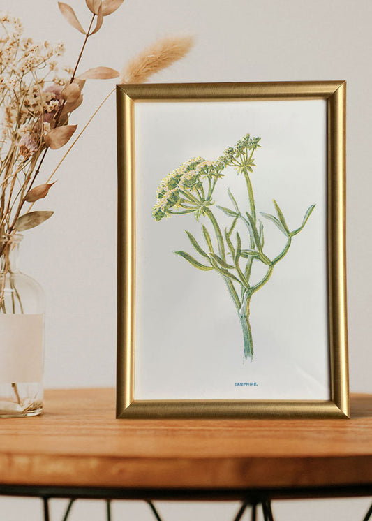 Samphire