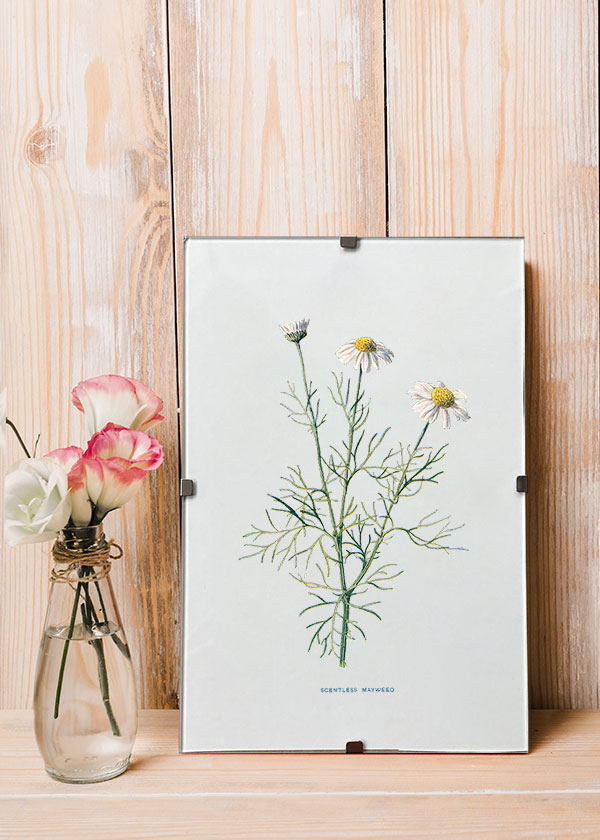 Daisy (Scentless Mayweed)