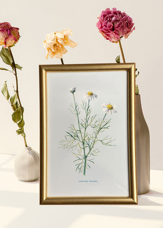 Daisy (Scentless Mayweed)