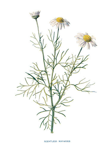 SCENTLESS-MAYWEED.jpg