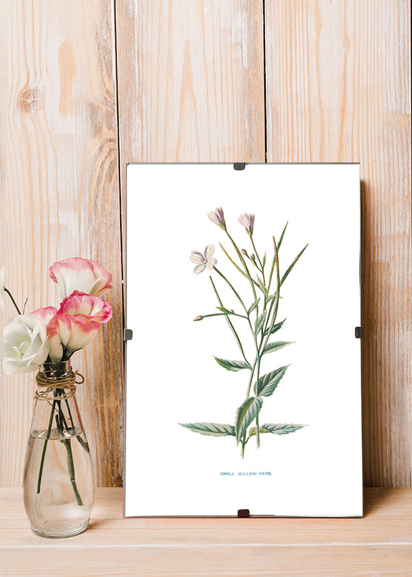 Small Willow Herb